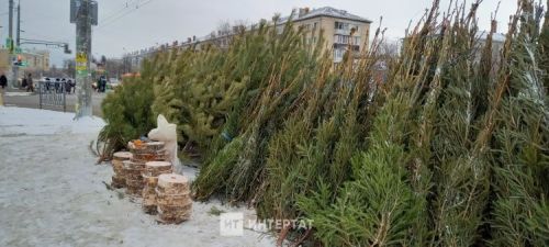 Чаллыда чыршылар сата башлыйлар