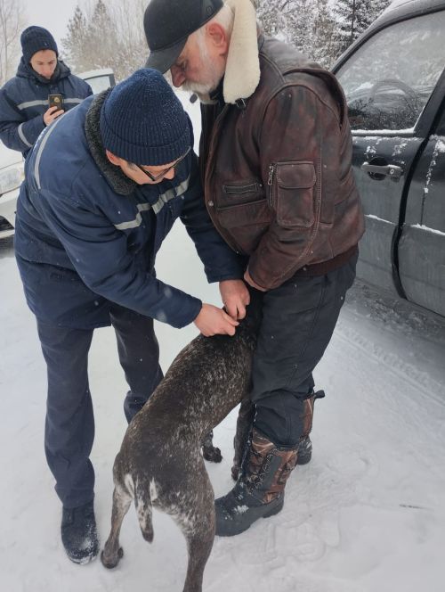 Суар посёлогы этләренә дә чират җитте
