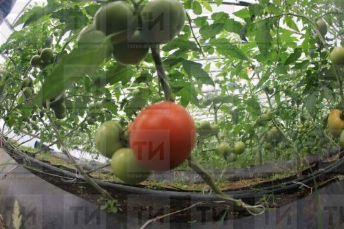 Чәчәкләр һәм помидоларны ничек тәрбияләргә?