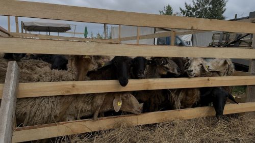 Чаллы мәчетләрендә Корбан Гаете намазы укылды