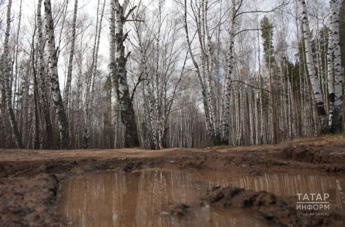 Татарстанда урманнарны янгынга каршы төзекләндерү тулысынча төгәлләнде