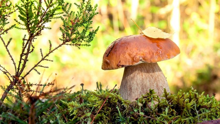 Гөмбә белән шаярырга ярамый: аның белән агуланган 16 кеше хастаханәгә эләккән