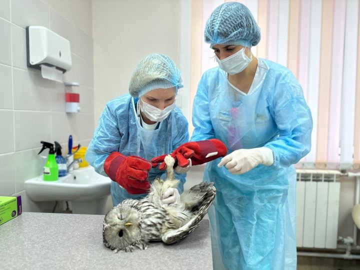 Чаллы табиблары ябалакны коткардылар