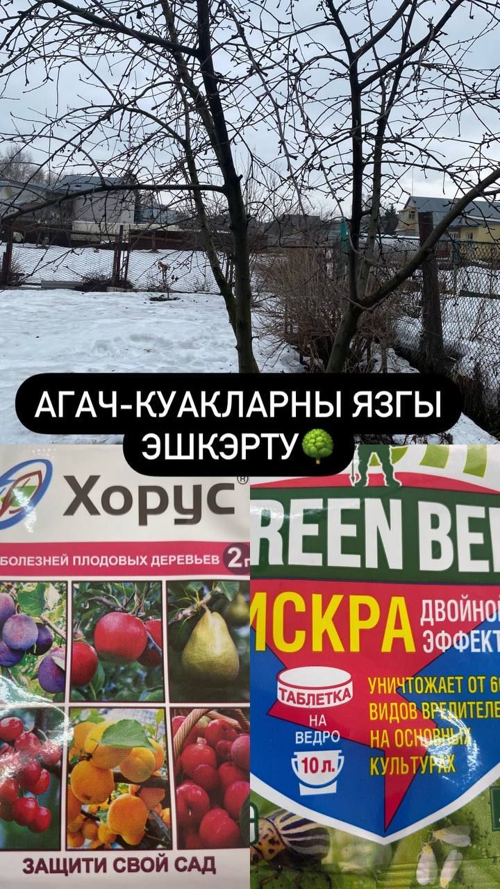 Җиләк-җимеш куакларын, агачларын эшкәртәбез