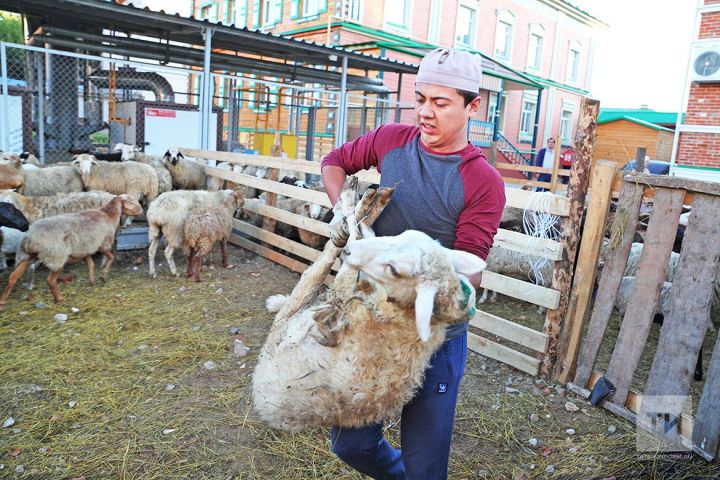 Корбан гаете узачак урынны кинологлар тикшерәчәк