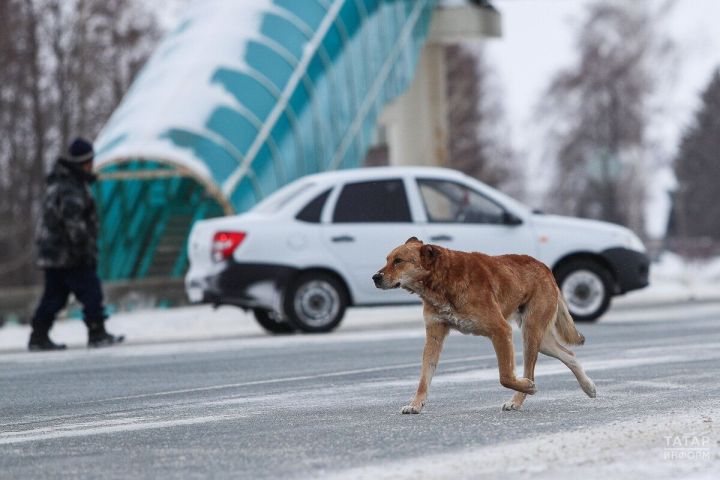 Этләр якланган, ә кешеләр?