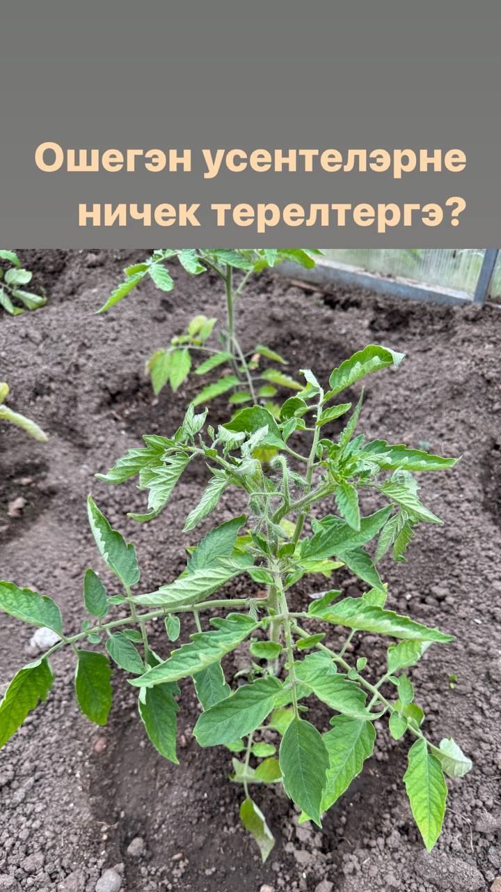 Өшегән үсентеләрне ничек терелтергә?