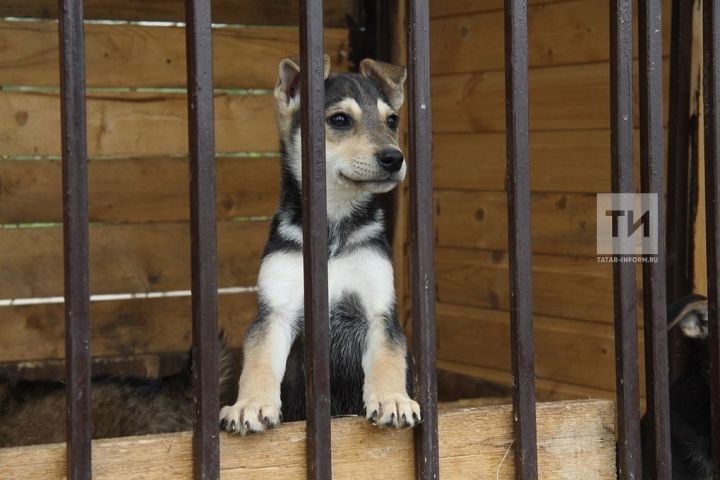 «Орбита-2» ширкәтендә этләр үрчетүче хатынны судка бирделәр