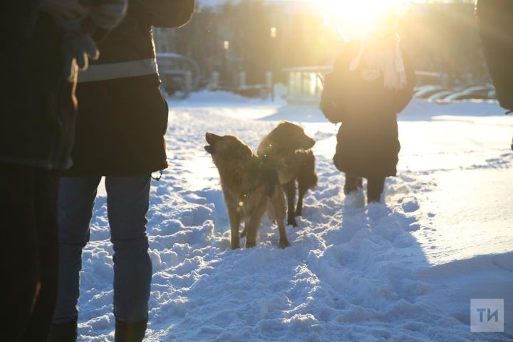 Этләр 9 яшьлек кызны талап үтерде