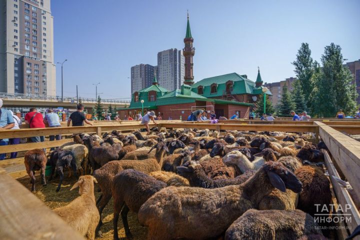 Корбан чалу нисабы күпме?