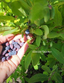 Жимолость лишай дәвалауда ярдәм итә