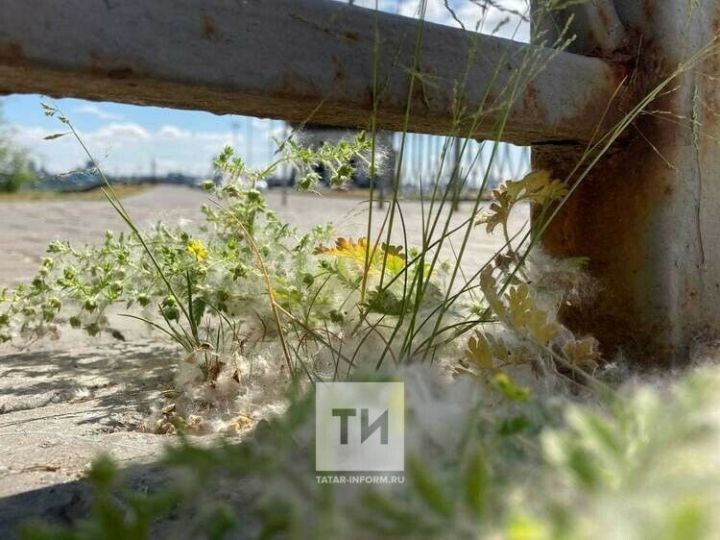 Тупыл чәчәк атканда аллергия белән интегүчеләр өчен