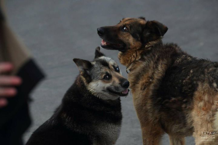 Яшел Үзәндә кабат этләр кешеләргә бәйләнә