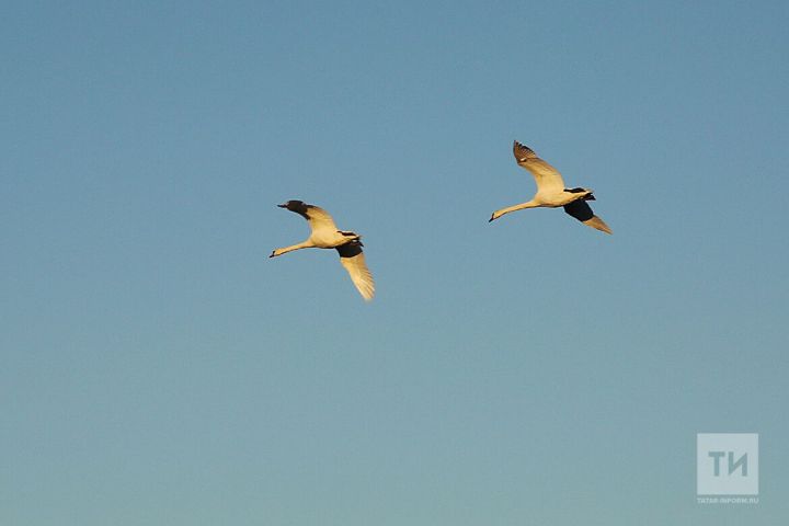 Әнием кош булып кайтты
